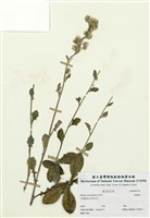 藏品(見霜黃)的圖片